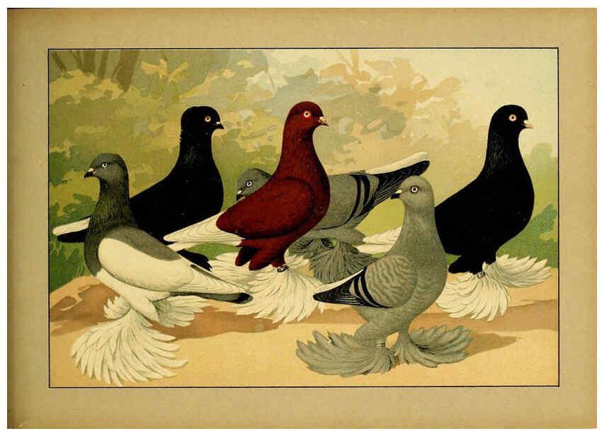 Reproducción/Reproduction 6005228918: Illustriertes Prachtwerk sämtlicher Taubenrassen Würzburg,Königl. Universitätsdruckerei H. Stürtz a.g.[1906?] 