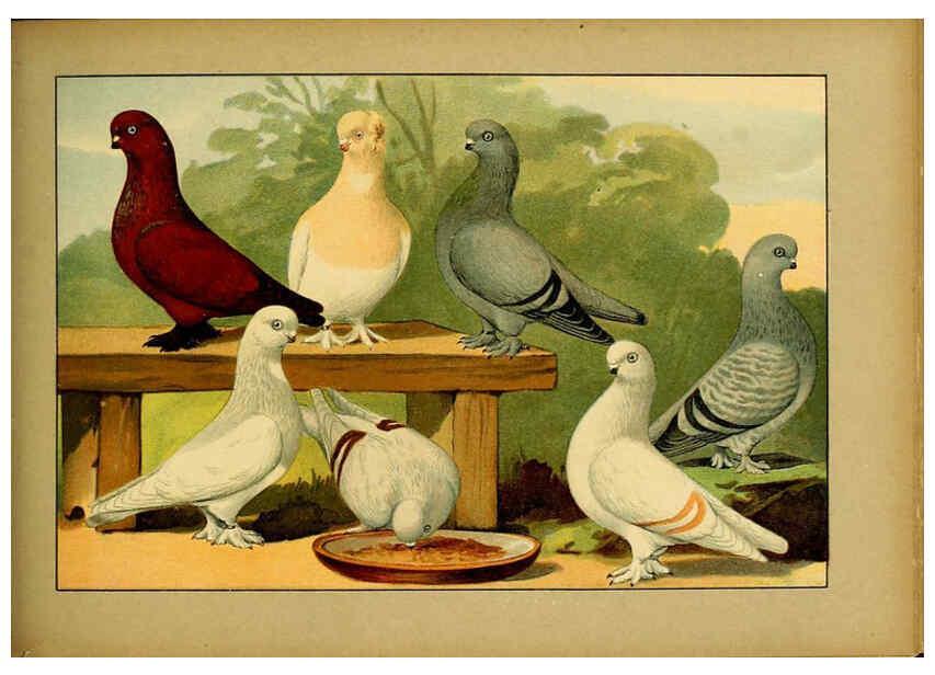 Reproducción/Reproduction 6005229038: Illustriertes Prachtwerk sämtlicher Taubenrassen Würzburg,Königl. Universitätsdruckerei H. Stürtz a.g.[1906?] 
