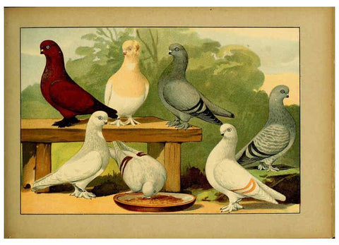 Reproducción/Reproduction 6005229038: Illustriertes Prachtwerk sämtlicher Taubenrassen Würzburg,Königl. Universitätsdruckerei H. Stürtz a.g.[1906?] 