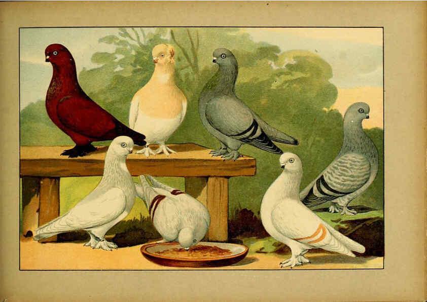 Reproducción/Reproduction 6005229038: Illustriertes Prachtwerk sämtlicher Taubenrassen Würzburg,Königl. Universitätsdruckerei H. Stürtz a.g.[1906?] 