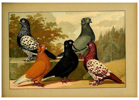 Reproducción/Reproduction 6004683335: Illustriertes Prachtwerk sämtlicher Taubenrassen Würzburg,Königl. Universitätsdruckerei H. Stürtz a.g.[1906?] 