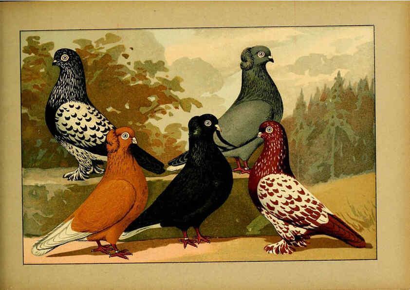 Reproducción/Reproduction 6004683335: Illustriertes Prachtwerk sämtlicher Taubenrassen Würzburg,Königl. Universitätsdruckerei H. Stürtz a.g.[1906?] 