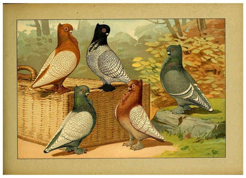 Reproducción/Reproduction 6004680809: Illustriertes Prachtwerk sämtlicher Taubenrassen Würzburg,Königl. Universitätsdruckerei H. Stürtz a.g.[1906?] 