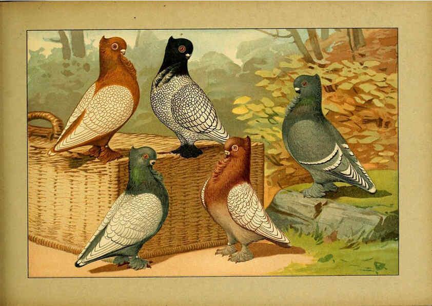 Reproducción/Reproduction 6004680809: Illustriertes Prachtwerk sämtlicher Taubenrassen Würzburg,Königl. Universitätsdruckerei H. Stürtz a.g.[1906?] 