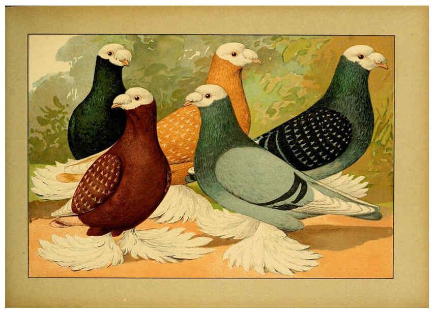 Reproducción/Reproduction 6005223500: Illustriertes Prachtwerk sämtlicher Taubenrassen Würzburg,Königl. Universitätsdruckerei H. Stürtz a.g.[1906?] 