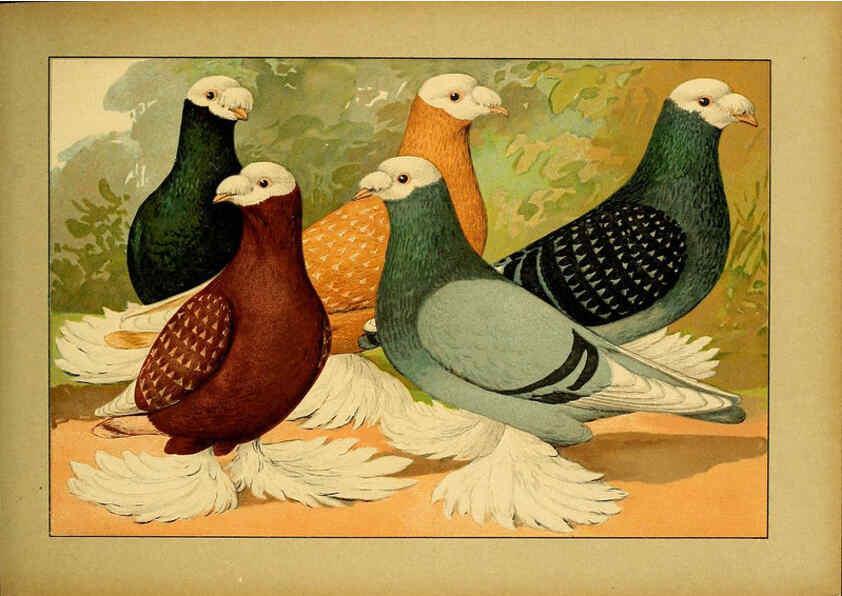 Reproducción/Reproduction 6005223500: Illustriertes Prachtwerk sämtlicher Taubenrassen Würzburg,Königl. Universitätsdruckerei H. Stürtz a.g.[1906?] 