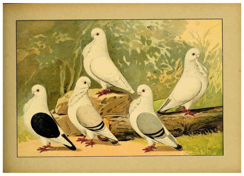 Reproducción/Reproduction 6005226478: Illustriertes Prachtwerk sämtlicher Taubenrassen Würzburg,Königl. Universitätsdruckerei H. Stürtz a.g.[1906?] 