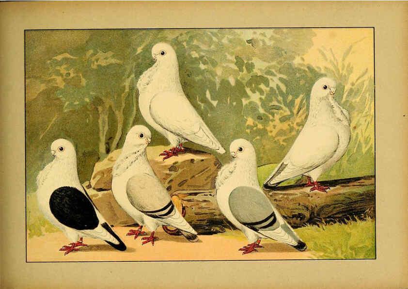 Reproducción/Reproduction 6005226478: Illustriertes Prachtwerk sämtlicher Taubenrassen Würzburg,Königl. Universitätsdruckerei H. Stürtz a.g.[1906?] 
