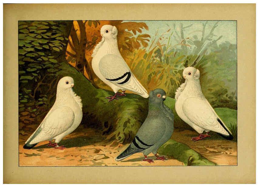 Reproducción/Reproduction 6004680317: Illustriertes Prachtwerk sämtlicher Taubenrassen Würzburg,Königl. Universitätsdruckerei H. Stürtz a.g.[1906?] 