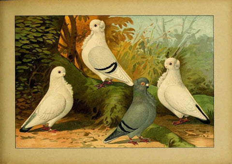 Reproducción/Reproduction 6004680317: Illustriertes Prachtwerk sämtlicher Taubenrassen Würzburg,Königl. Universitätsdruckerei H. Stürtz a.g.[1906?] 