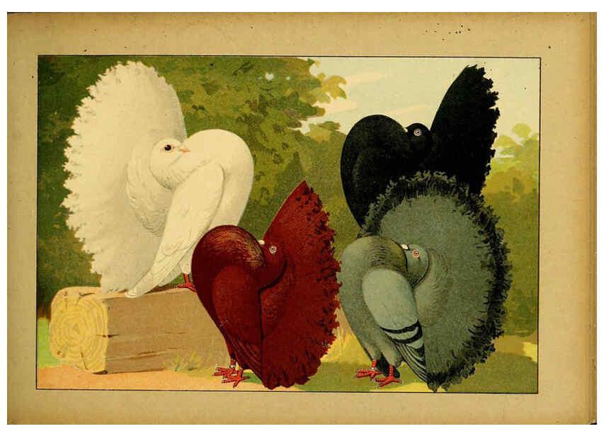 Reproducción/Reproduction 6005223746: Illustriertes Prachtwerk sämtlicher Taubenrassen Würzburg,Königl. Universitätsdruckerei H. Stürtz a.g.[1906?] 