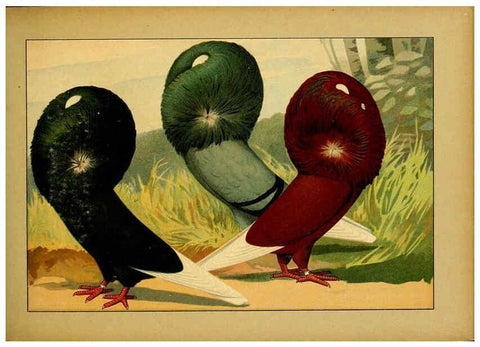 Reproducción/Reproduction 6005224066: Illustriertes Prachtwerk sämtlicher Taubenrassen Würzburg,Königl. Universitätsdruckerei H. Stürtz a.g.[1906?] 