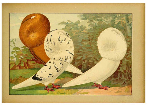 Reproducción/Reproduction 6004678215: Illustriertes Prachtwerk sämtlicher Taubenrassen Würzburg,Königl. Universitätsdruckerei H. Stürtz a.g.[1906?] 