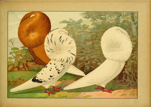 Reproducción/Reproduction 6004678215: Illustriertes Prachtwerk sämtlicher Taubenrassen Würzburg,Königl. Universitätsdruckerei H. Stürtz a.g.[1906?] 