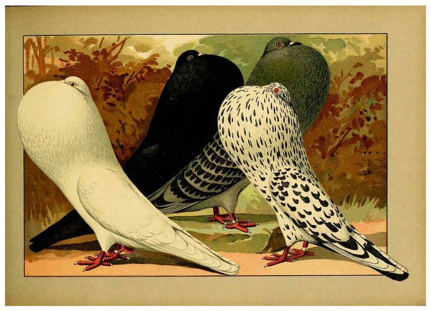 Reproducción/Reproduction 6004678355: Illustriertes Prachtwerk sämtlicher Taubenrassen Würzburg,Königl. Universitätsdruckerei H. Stürtz a.g.[1906?] 