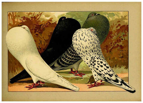 Reproducción/Reproduction 6004678355: Illustriertes Prachtwerk sämtlicher Taubenrassen Würzburg,Königl. Universitätsdruckerei H. Stürtz a.g.[1906?] 