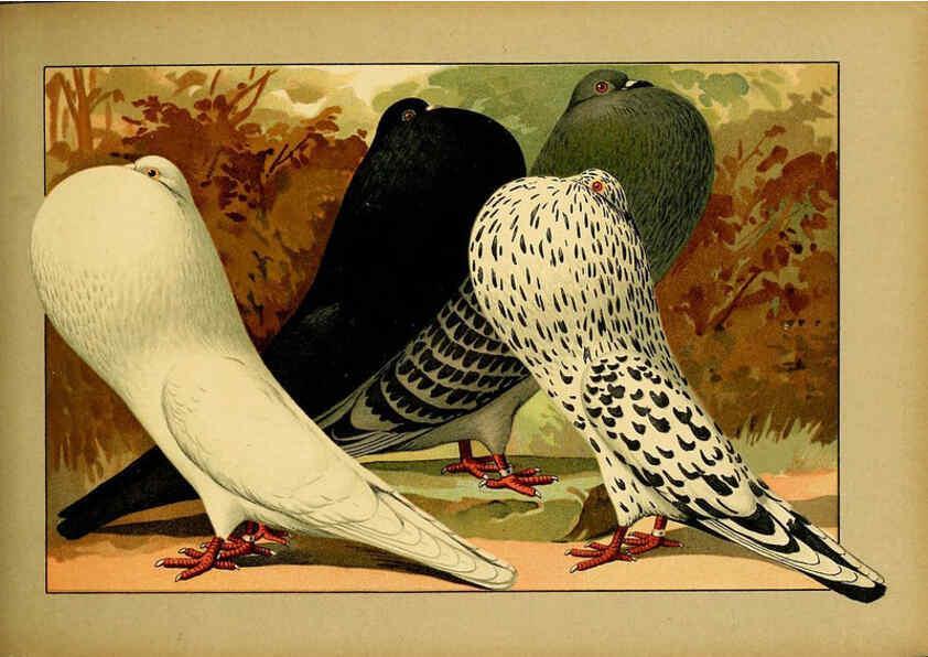 Reproducción/Reproduction 6004678355: Illustriertes Prachtwerk sämtlicher Taubenrassen Würzburg,Königl. Universitätsdruckerei H. Stürtz a.g.[1906?] 