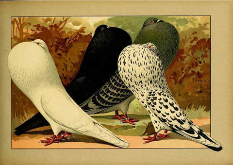 Reproducción/Reproduction 6004678355: Illustriertes Prachtwerk sämtlicher Taubenrassen Würzburg,Königl. Universitätsdruckerei H. Stürtz a.g.[1906?] 