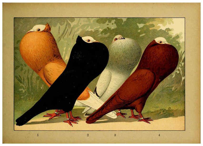 Reproducción/Reproduction 6004678497: Illustriertes Prachtwerk sämtlicher Taubenrassen Würzburg,Königl. Universitätsdruckerei H. Stürtz a.g.[1906?] 