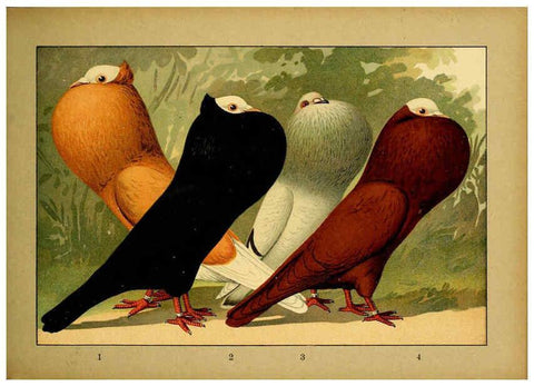 Reproducción/Reproduction 6004678497: Illustriertes Prachtwerk sämtlicher Taubenrassen Würzburg,Königl. Universitätsdruckerei H. Stürtz a.g.[1906?] 