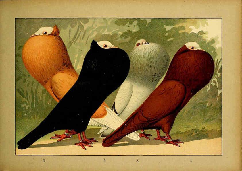 Reproducción/Reproduction 6004678497: Illustriertes Prachtwerk sämtlicher Taubenrassen Würzburg,Königl. Universitätsdruckerei H. Stürtz a.g.[1906?] 