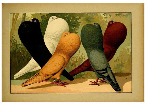 Reproducción/Reproduction 6005224610: Illustriertes Prachtwerk sämtlicher Taubenrassen Würzburg,Königl. Universitätsdruckerei H. Stürtz a.g.[1906?] 