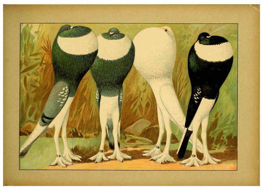 Reproducción/Reproduction 6005225046: Illustriertes Prachtwerk sämtlicher Taubenrassen Würzburg,Königl. Universitätsdruckerei H. Stürtz a.g.[1906?] 