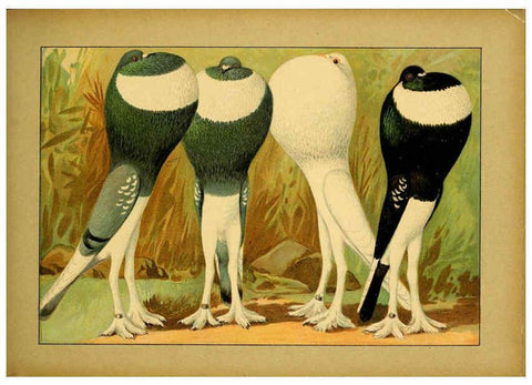 Reproducción/Reproduction 6005225046: Illustriertes Prachtwerk sämtlicher Taubenrassen Würzburg,Königl. Universitätsdruckerei H. Stürtz a.g.[1906?] 