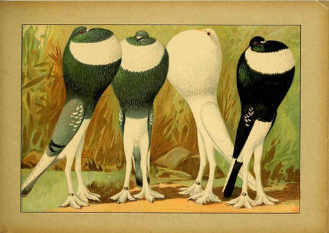 Reproducción/Reproduction 6005225046: Illustriertes Prachtwerk sämtlicher Taubenrassen Würzburg,Königl. Universitätsdruckerei H. Stürtz a.g.[1906?] 