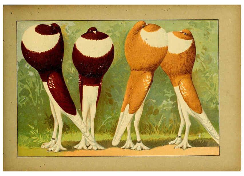 Reproducción/Reproduction 6005225192: Illustriertes Prachtwerk sämtlicher Taubenrassen Würzburg,Königl. Universitätsdruckerei H. Stürtz a.g.[1906?] 