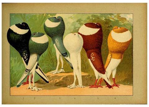 Reproducción/Reproduction 6004679435: Illustriertes Prachtwerk sämtlicher Taubenrassen Würzburg,Königl. Universitätsdruckerei H. Stürtz a.g.[1906?] 