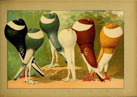 Reproducción/Reproduction 6004679435: Illustriertes Prachtwerk sämtlicher Taubenrassen Würzburg,Königl. Universitätsdruckerei H. Stürtz a.g.[1906?] 