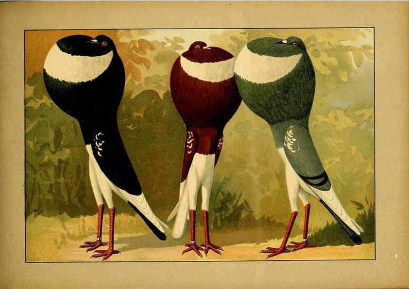 Reproducción/Reproduction 6005225442: Illustriertes Prachtwerk sämtlicher Taubenrassen Würzburg,Königl. Universitätsdruckerei H. Stürtz a.g.[1906?] 