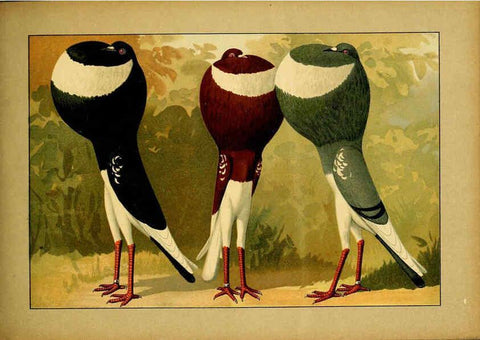 Reproducción/Reproduction 6005225442: Illustriertes Prachtwerk sämtlicher Taubenrassen Würzburg,Königl. Universitätsdruckerei H. Stürtz a.g.[1906?] 