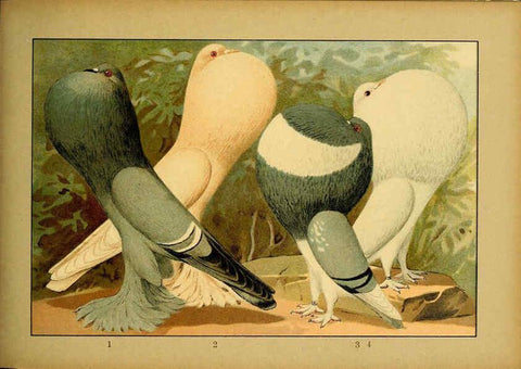 Reproducción/Reproduction 6004679913: Illustriertes Prachtwerk sämtlicher Taubenrassen Würzburg,Königl. Universitätsdruckerei H. Stürtz a.g.[1906?] 