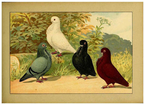 Reproducción/Reproduction 6004680035: Illustriertes Prachtwerk sämtlicher Taubenrassen Würzburg,Königl. Universitätsdruckerei H. Stürtz a.g.[1906?] 