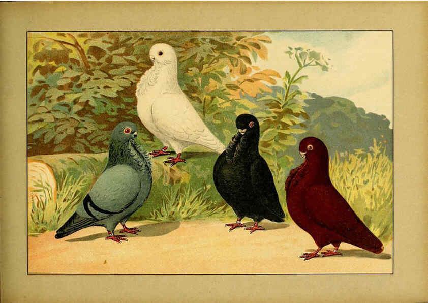Reproducción/Reproduction 6004680035: Illustriertes Prachtwerk sämtlicher Taubenrassen Würzburg,Königl. Universitätsdruckerei H. Stürtz a.g.[1906?] 