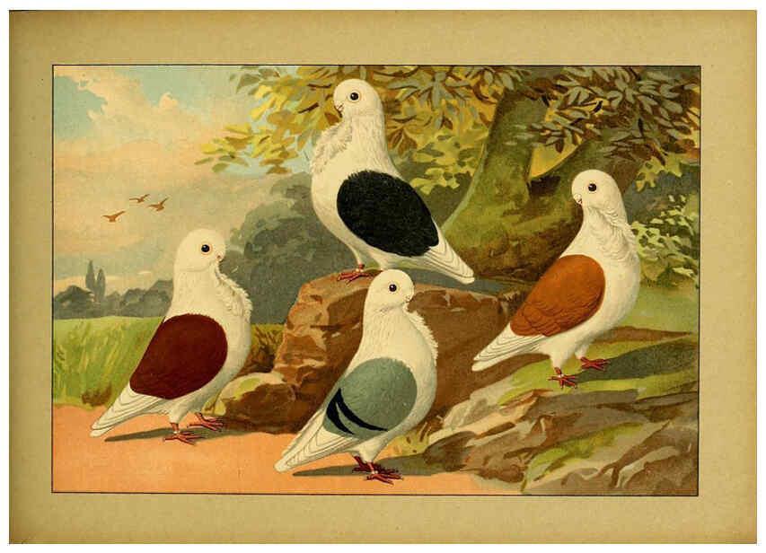 Reproducción/Reproduction 6005225982: Illustriertes Prachtwerk sämtlicher Taubenrassen Würzburg,Königl. Universitätsdruckerei H. Stürtz a.g.[1906?] 