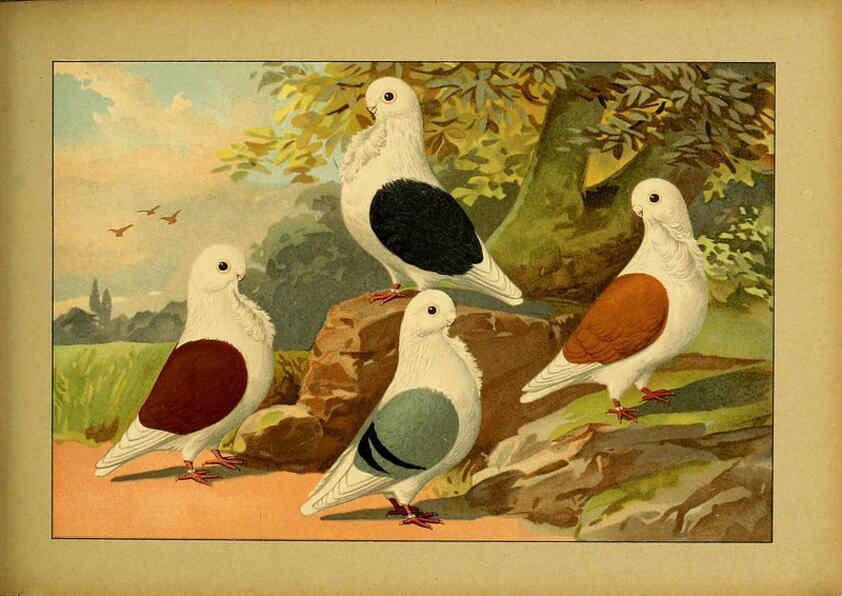 Reproducción/Reproduction 6005225982: Illustriertes Prachtwerk sämtlicher Taubenrassen Würzburg,Königl. Universitätsdruckerei H. Stürtz a.g.[1906?] 