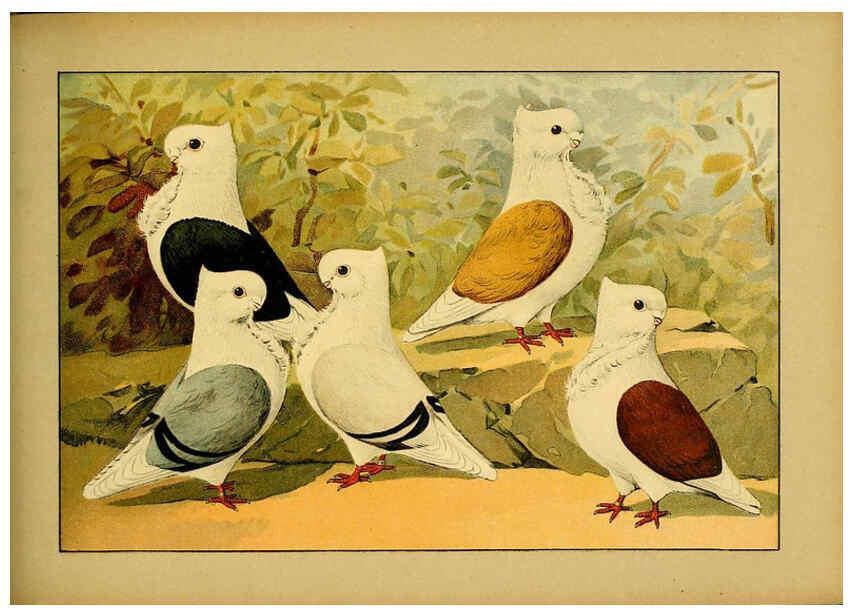 Reproducción/Reproduction 6005226280: Illustriertes Prachtwerk sämtlicher Taubenrassen Würzburg,Königl. Universitätsdruckerei H. Stürtz a.g.[1906?] 