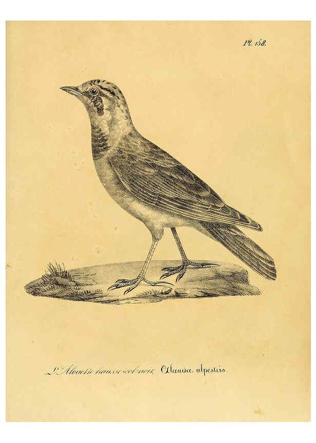 Reproducción/Reproduction 6002503326: La galerie des oiseaux Paris :Carpentier-Méricourt,1834