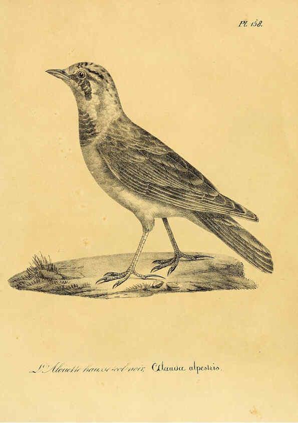 Reproducción/Reproduction 6002503326: La galerie des oiseaux Paris :Carpentier-Méricourt,1834