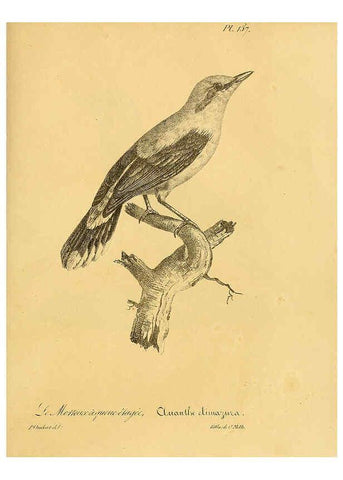 Reproducción/Reproduction 6001955497: La galerie des oiseaux Paris :Carpentier-Méricourt,1834