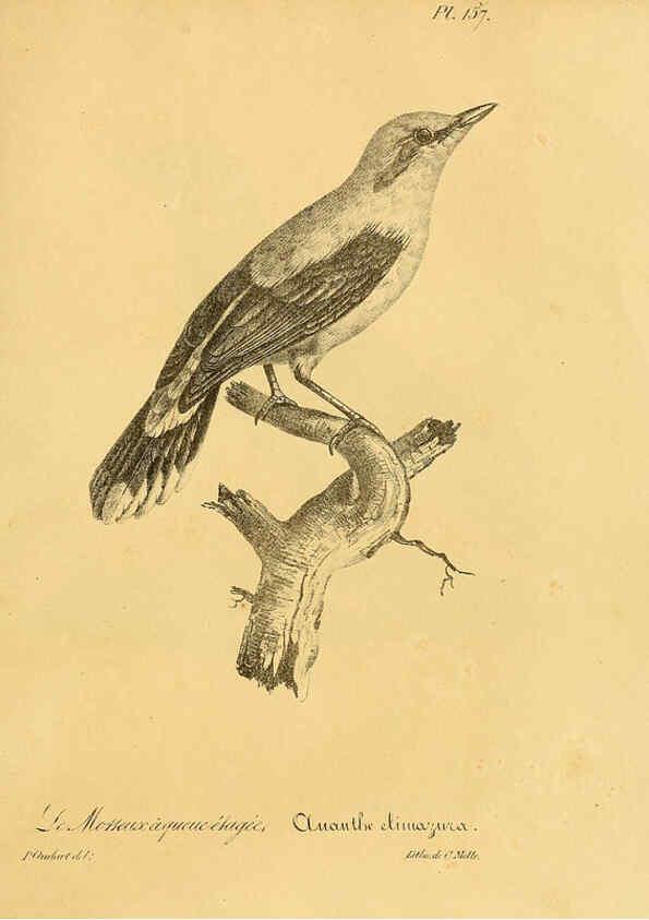 Reproducción/Reproduction 6001955497: La galerie des oiseaux Paris :Carpentier-Méricourt,1834