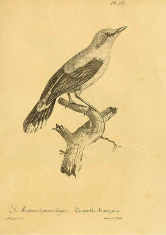 Reproducción/Reproduction 6001955497: La galerie des oiseaux Paris :Carpentier-Méricourt,1834
