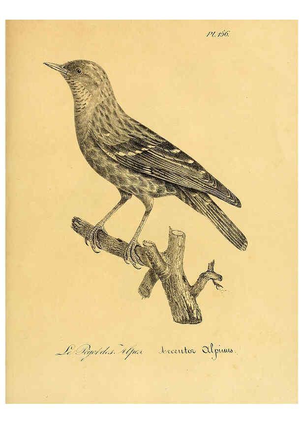 Reproducción/Reproduction 6001955243: La galerie des oiseaux Paris :Carpentier-Méricourt,1834
