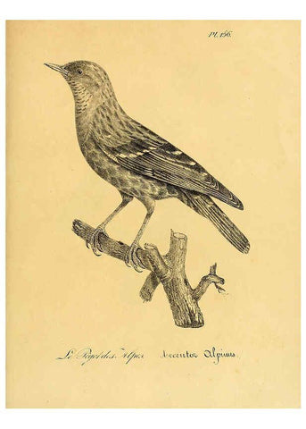 Reproducción/Reproduction 6001955243: La galerie des oiseaux Paris :Carpentier-Méricourt,1834