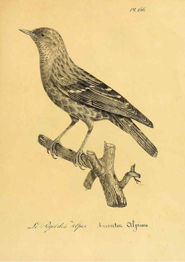 Reproducción/Reproduction 6001955243: La galerie des oiseaux Paris :Carpentier-Méricourt,1834