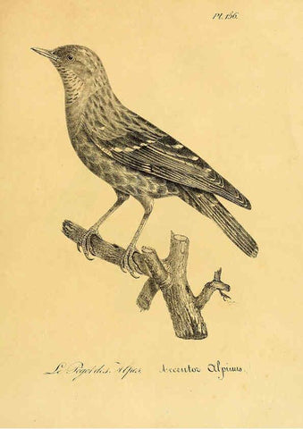 Reproducción/Reproduction 6001955243: La galerie des oiseaux Paris :Carpentier-Méricourt,1834