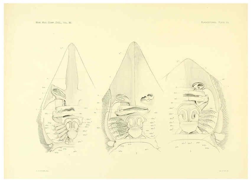 Reproducción/Reproduction 6001276897: The Plagiostomia : Sharks, skates, and rays Cambridge, U.S.A. :Printed for the Museum,1913